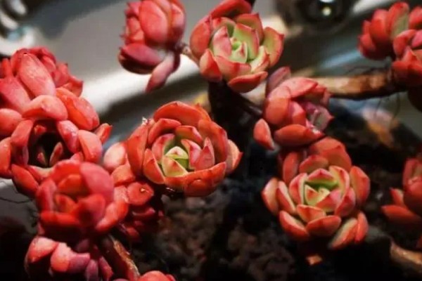 红化妆多肉如何养护,生长温度范围在15-28℃