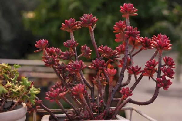 红化妆多肉如何养护,生长温度范围在15-28℃