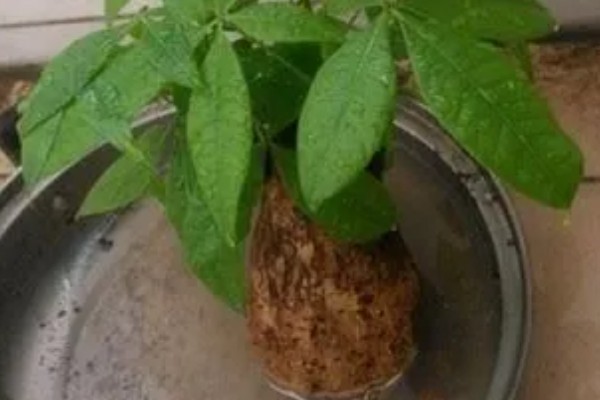 发财树怎么生根，可用生根水涂抹根部