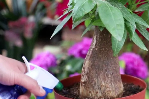 发财树怎么生根，可用生根水涂抹根部