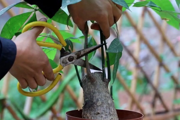 发财树怎么生根，可用生根水涂抹根部