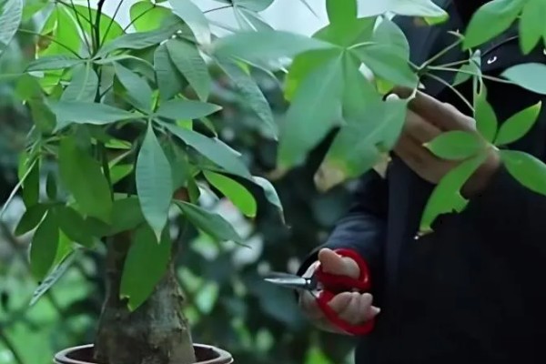 发财树怎么生根，可用生根水涂抹根部