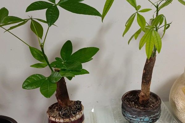 发财树怎么生根，可用生根水涂抹根部