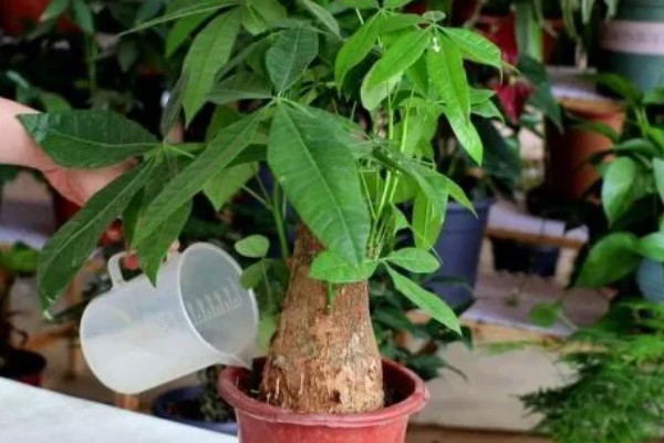 发财树怎么生根，可用生根水涂抹根部