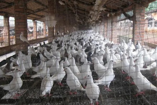 鸽子怎么分辨公母,公鸽体型丰硕、母鸽体型苗条