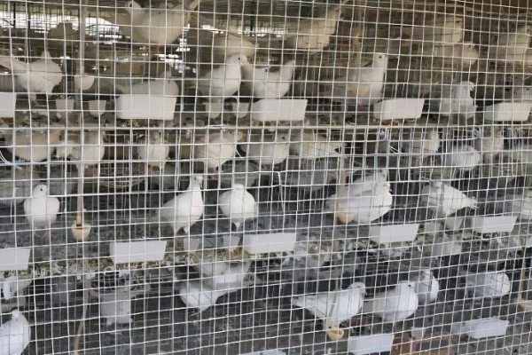 鸽子怎么分辨公母,公鸽体型丰硕、母鸽体型苗条