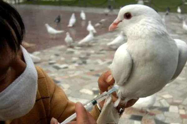 鸽子怎么分辨公母,公鸽体型丰硕、母鸽体型苗条