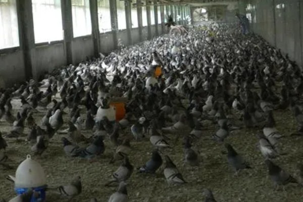 鸽子怎么分辨公母,公鸽体型丰硕、母鸽体型苗条