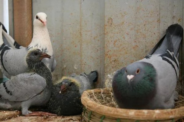 鸽子怎么分辨公母,公鸽体型丰硕、母鸽体型苗条