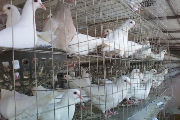 鸽子怎么分辨公母,公鸽体型丰硕、母鸽体型苗条