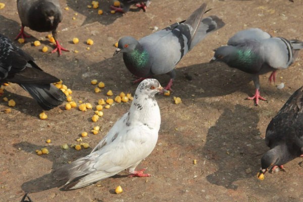 鸽子怎么分辨公母,公鸽体型丰硕、母鸽体型苗条
