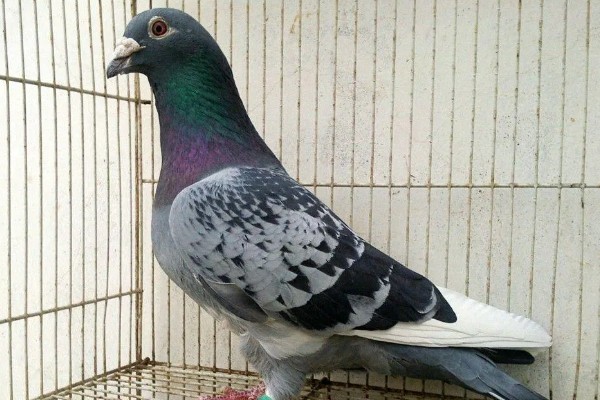 鸽子怎么分辨公母,公鸽体型丰硕、母鸽体型苗条