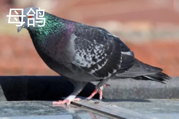 鸽子怎么分辨公母,公鸽体型丰硕、母鸽体型苗条