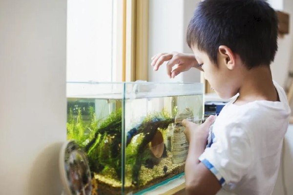 养鱼如何让水变清澈，安装过滤器并定期换水