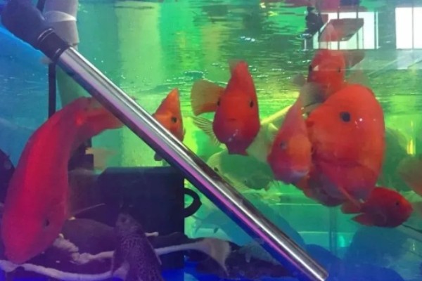 养鱼如何让水变清澈，安装过滤器并定期换水