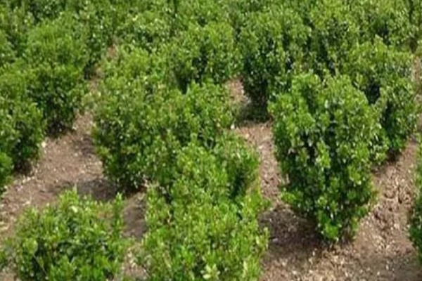 冬青是裸子还是被子植物,通常为被子植物