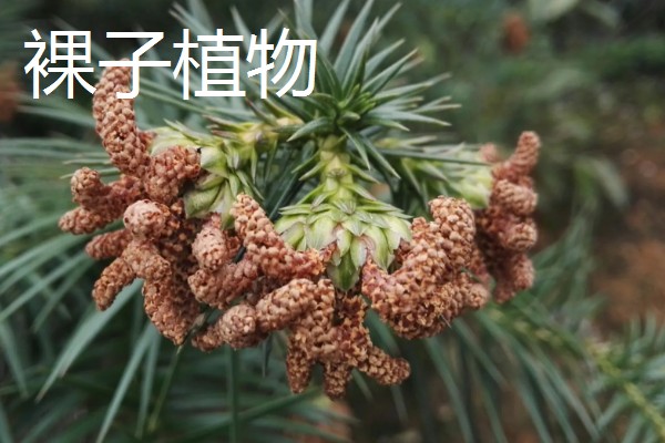 冬青是裸子还是被子植物,通常为被子植物