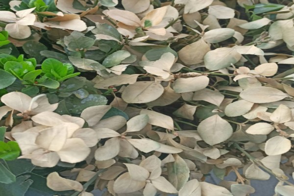 冬青是裸子还是被子植物,通常为被子植物