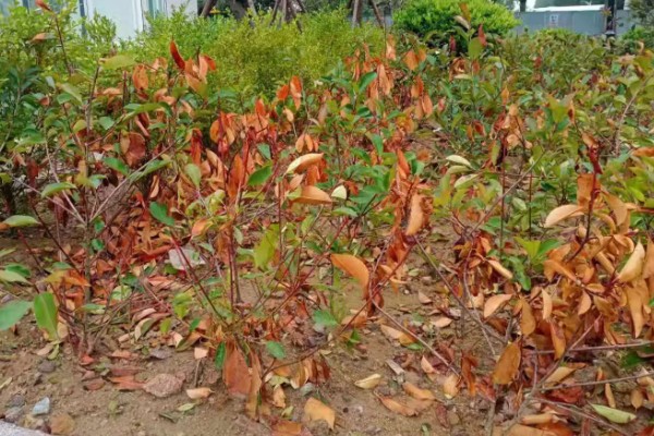 冬青是裸子还是被子植物,通常为被子植物