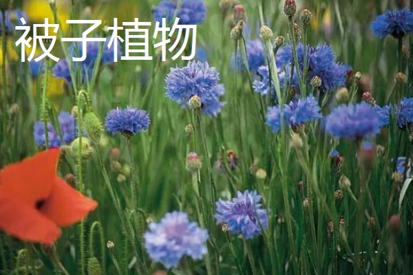 冬青是裸子还是被子植物,通常为被子植物