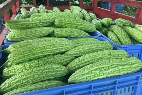 苦瓜的储藏技巧，贮藏温度为10-13℃