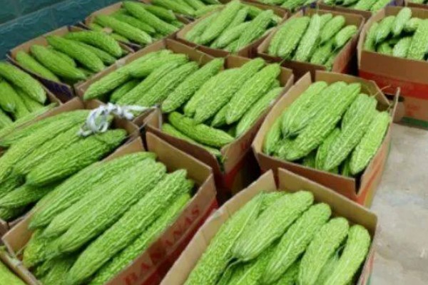 苦瓜的储藏技巧，贮藏温度为10-13℃