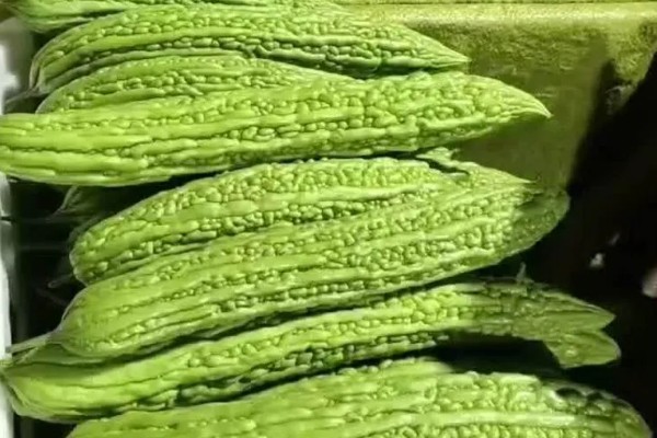 苦瓜的储藏技巧，贮藏温度为10-13℃