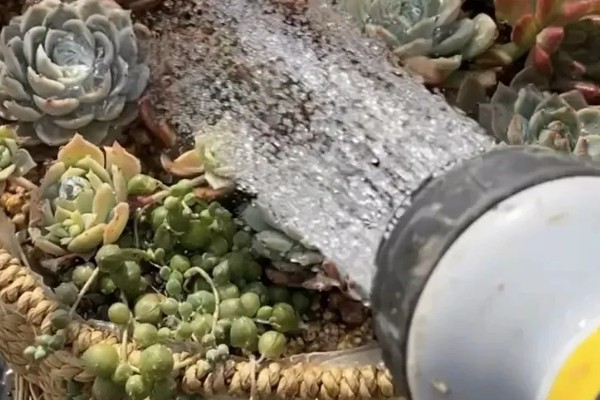 植物喷什么叶子会发亮，可以喷啤酒水、硫酸亚铁溶液等