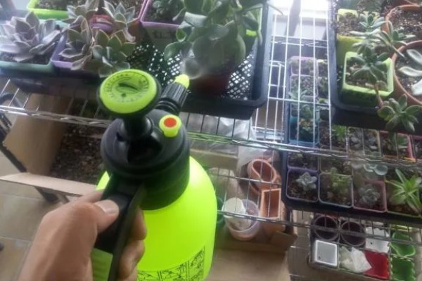 植物喷什么叶子会发亮，可以喷啤酒水、硫酸亚铁溶液等