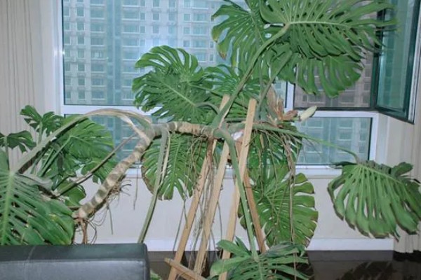 龟背竹定型上支架的方法，用铁丝将叶片绑在架子上