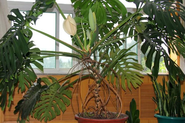 龟背竹定型上支架的方法，用铁丝将叶片绑在架子上