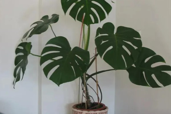 龟背竹定型上支架的方法，用铁丝将叶片绑在架子上