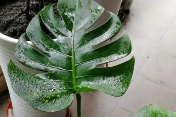 龟背竹定型上支架的方法，用铁丝将叶片绑在架子上