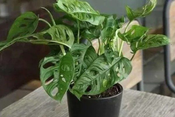 龟背竹定型上支架的方法，用铁丝将叶片绑在架子上