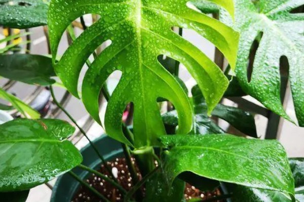 龟背竹定型上支架的方法，用铁丝将叶片绑在架子上