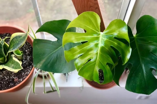 龟背竹定型上支架的方法，用铁丝将叶片绑在架子上