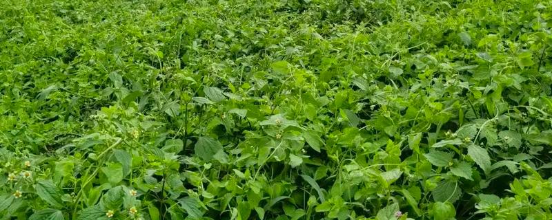 中药材的农药防治技巧，不同病害的防治方法不同