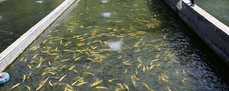 水泥池的养鱼技术，建好水泥池后要去碱