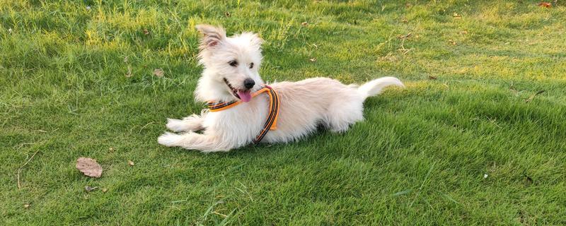 狗狗用脸蹭草地的原因，可能是感染了真菌