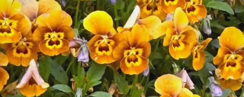 三色堇的寓意,寓意思念、沉默的爱等