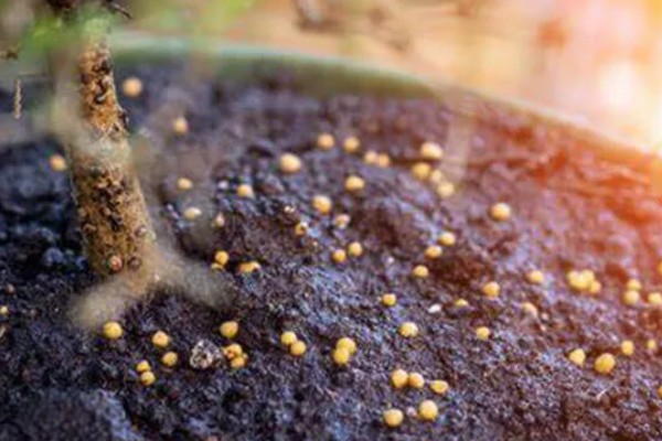 制作生物菌肥的配方,原料包括秸秆、玉米淀粉等