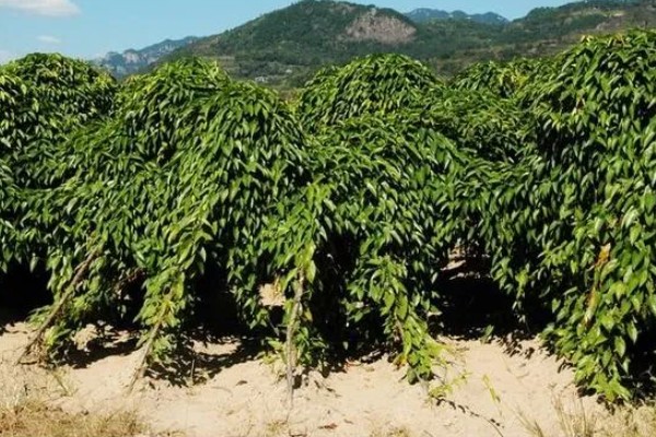 怎么种植淮山，将根头放在浅沟中并覆盖土壤