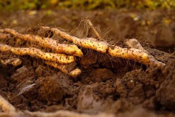 怎么种植淮山，将根头放在浅沟中并覆盖土壤