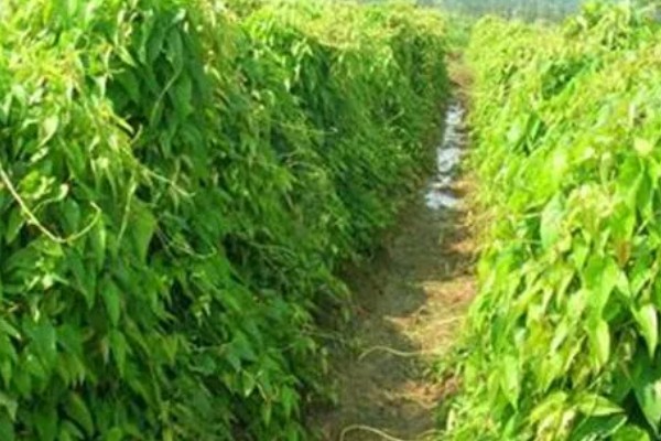 怎么种植淮山，将根头放在浅沟中并覆盖土壤