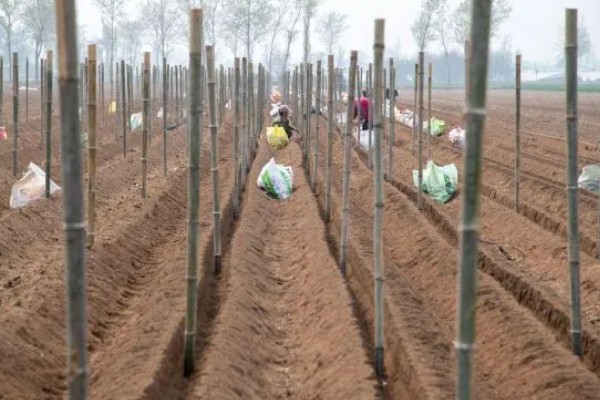 怎么种植淮山，将根头放在浅沟中并覆盖土壤