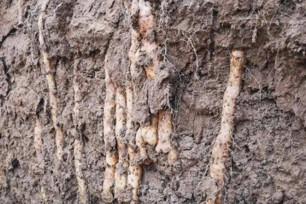 怎么种植淮山，将根头放在浅沟中并覆盖土壤