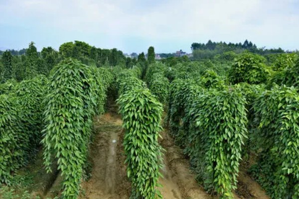 怎么种植淮山，将根头放在浅沟中并覆盖土壤