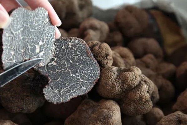 松露的保存时间，新鲜松露能保存3天左右