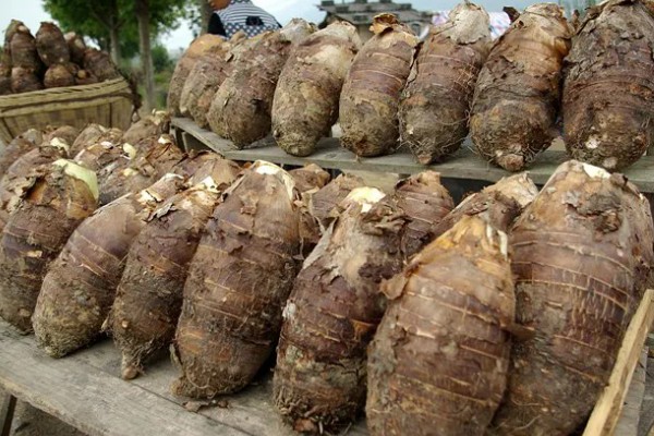 荔浦芋的产地，广西荔浦县为主产区