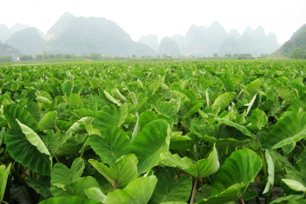 荔浦芋的产地，广西荔浦县为主产区